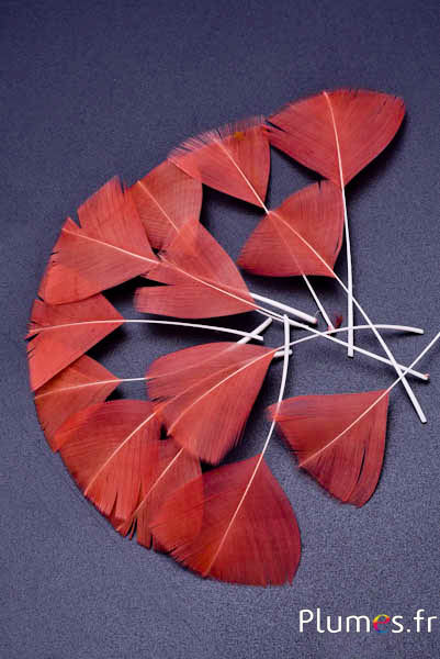 Pétales en plumes - 6-8 x 3-4 cm - saumon rosé